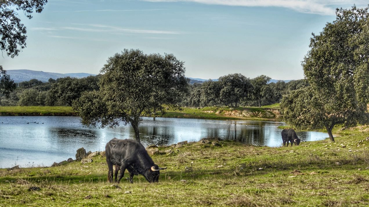 Dehesa La Capitana Sevilla