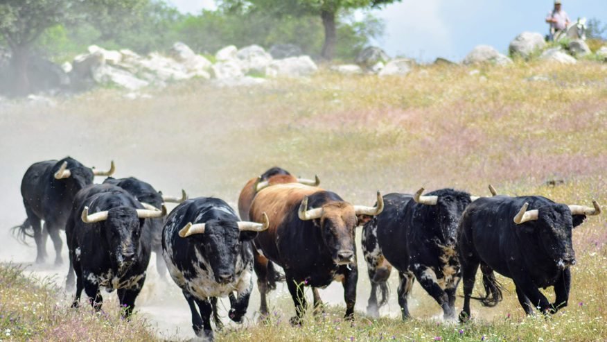 Dehesa andaluza ganadería