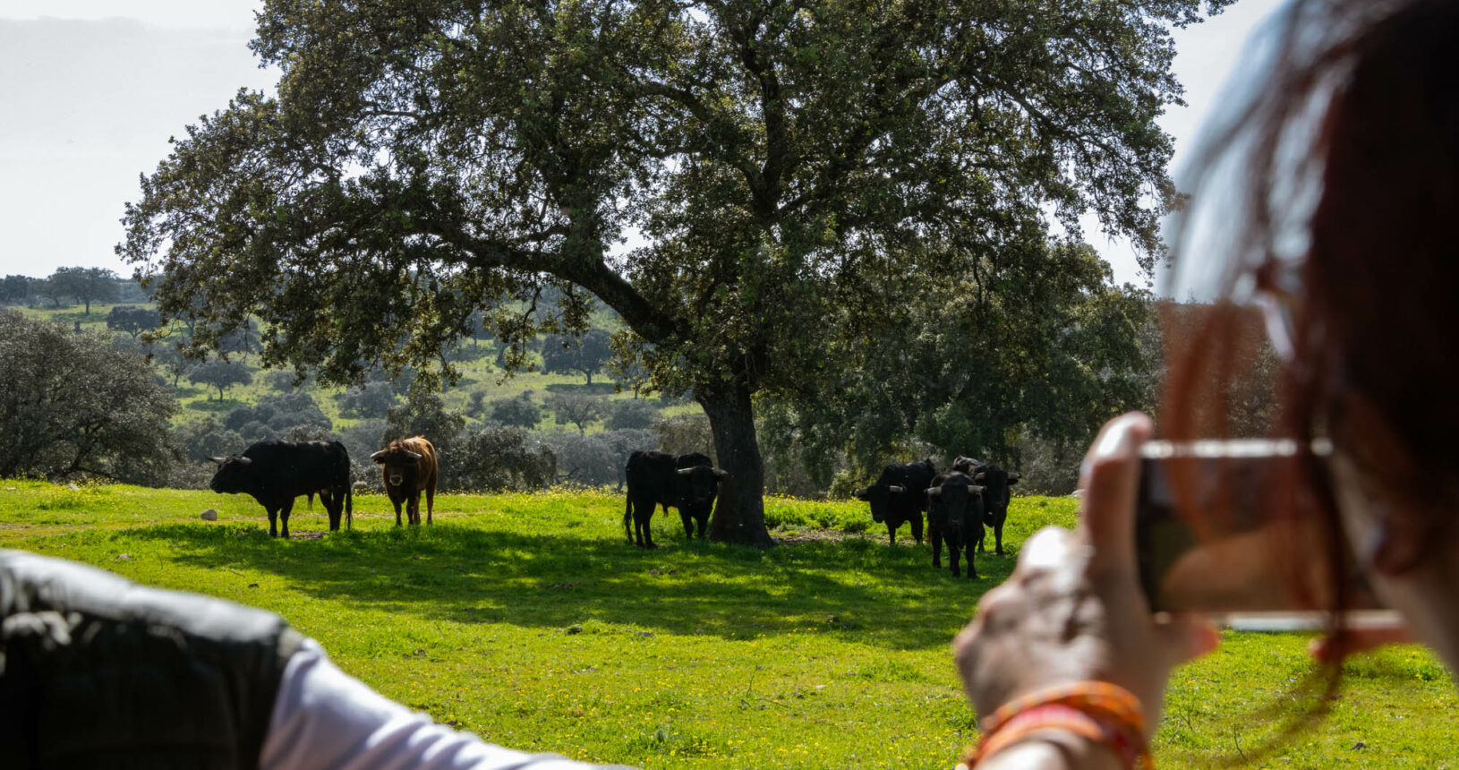 Visita privada ganadería Sevilla