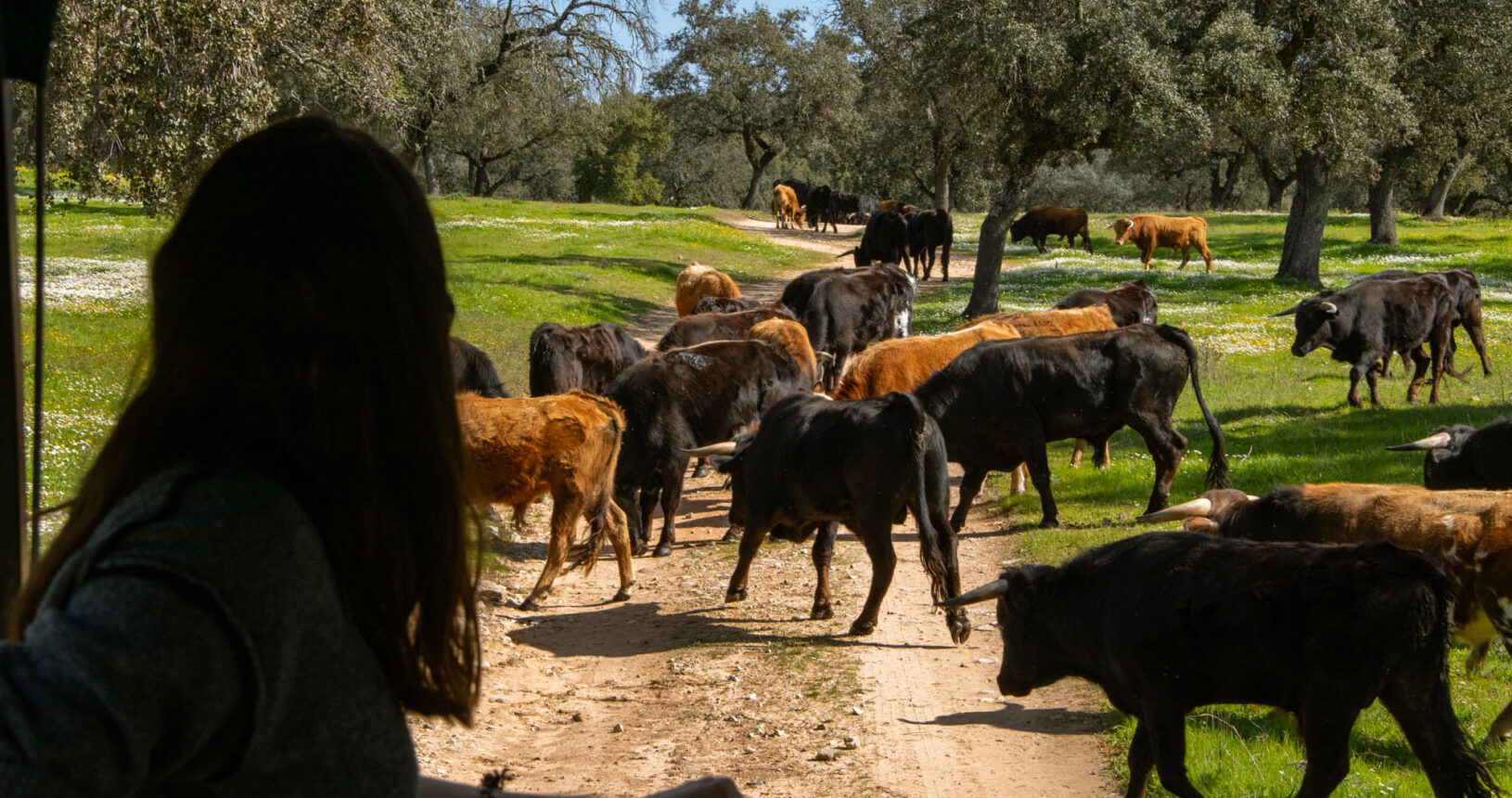 Ganadería brava Sierra Norte Sevilla