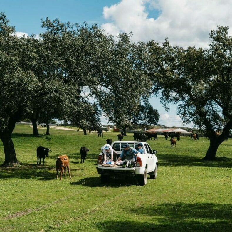 Safari ganadería