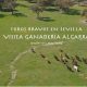 ganaderia de reses bravas