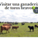 visitar una ganaderia de toros bravos