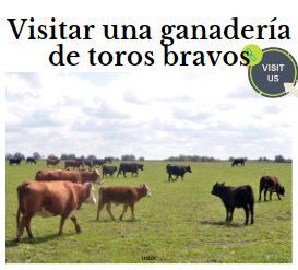 visitar una ganaderia de toros bravos