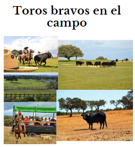 toros bravos en el campo