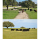 ganaderia de toros