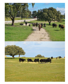 ganaderia de toros