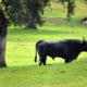 crianza de toros de lidia