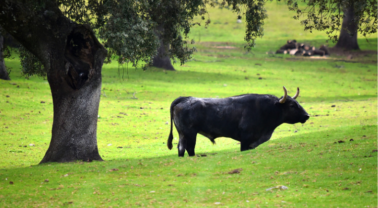 crianza de toros de lidia