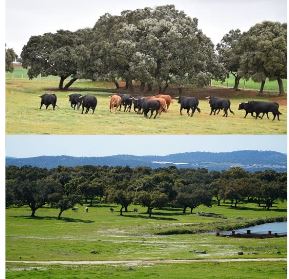 toros en la dehesa sevillana