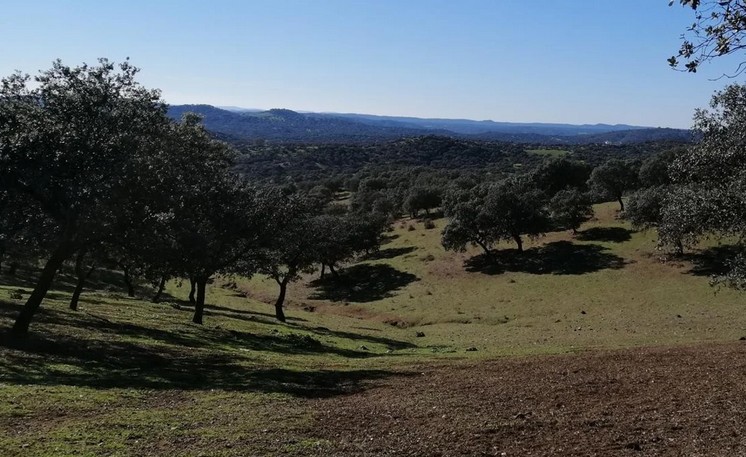 Sierra Morena y sus dehesas: joya natural cerca de Sevilla