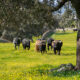 Diferencia toro bravo y manso