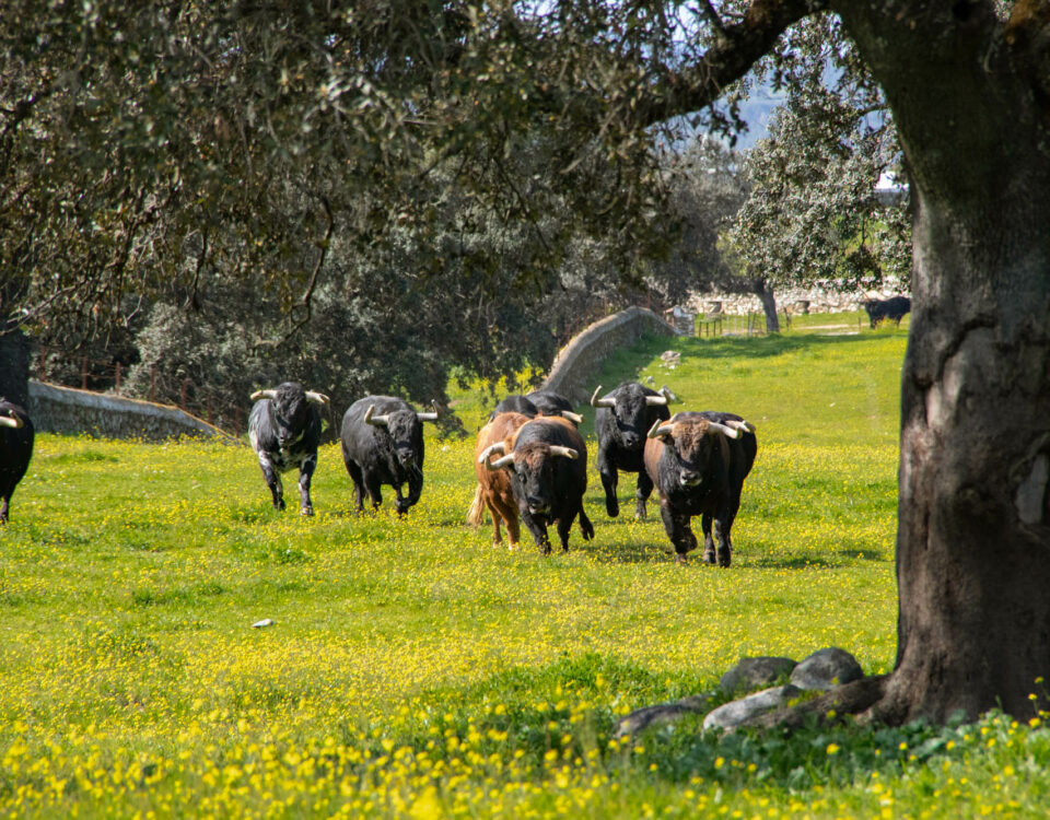 Diferencia toro bravo y manso