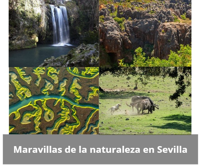 Descubre la naturaleza escondida de Sevilla: mucho más que el Guadalquivir y la Torre del Oro