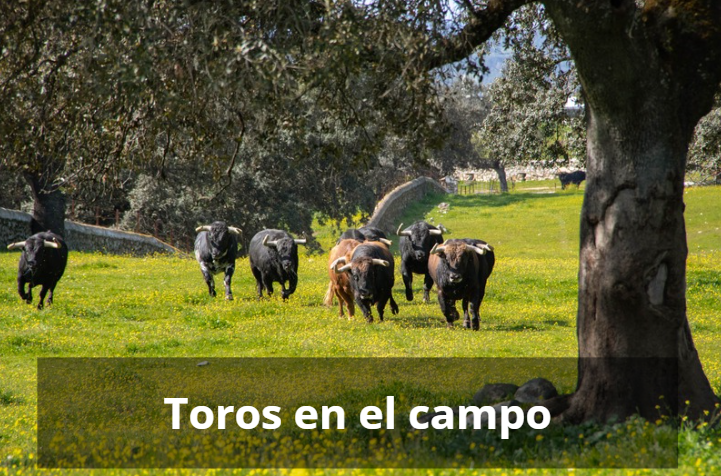 Toros en el campo
