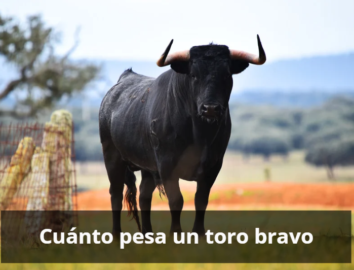 Cuánto pesa un toro bravo