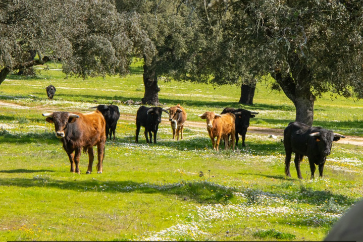 Pelajes de toros bravos
