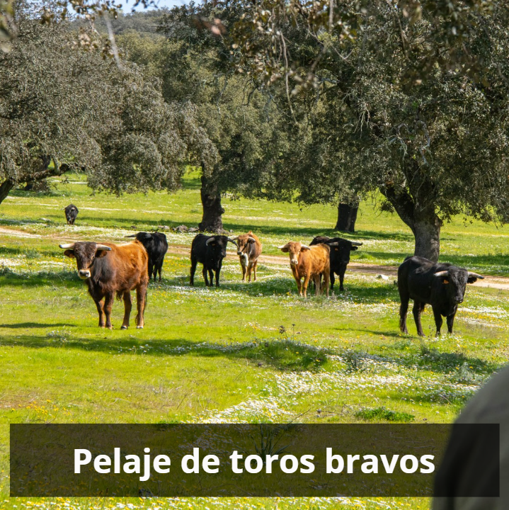 Pelajes de toros bravos