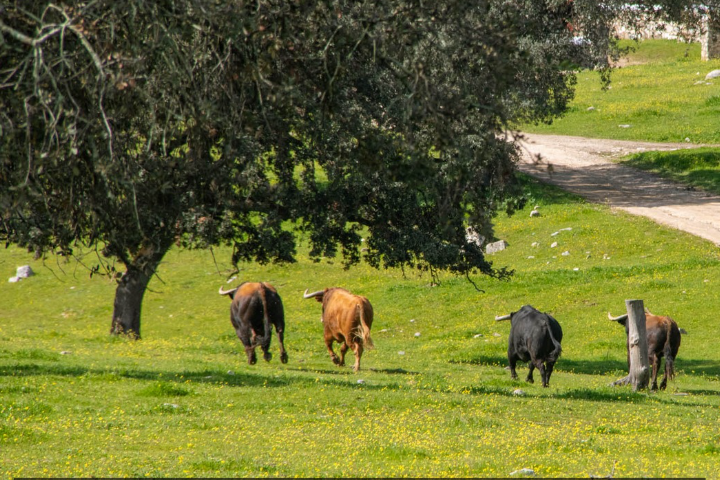 encastes del toro de lidia
