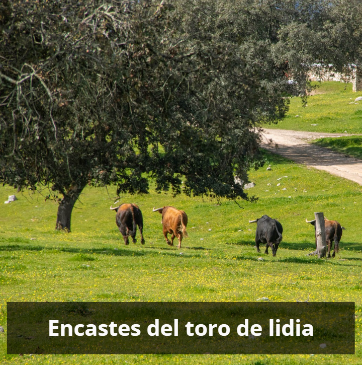 encastes del toro de lidia