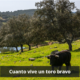 Cuanto vive un toro bravo