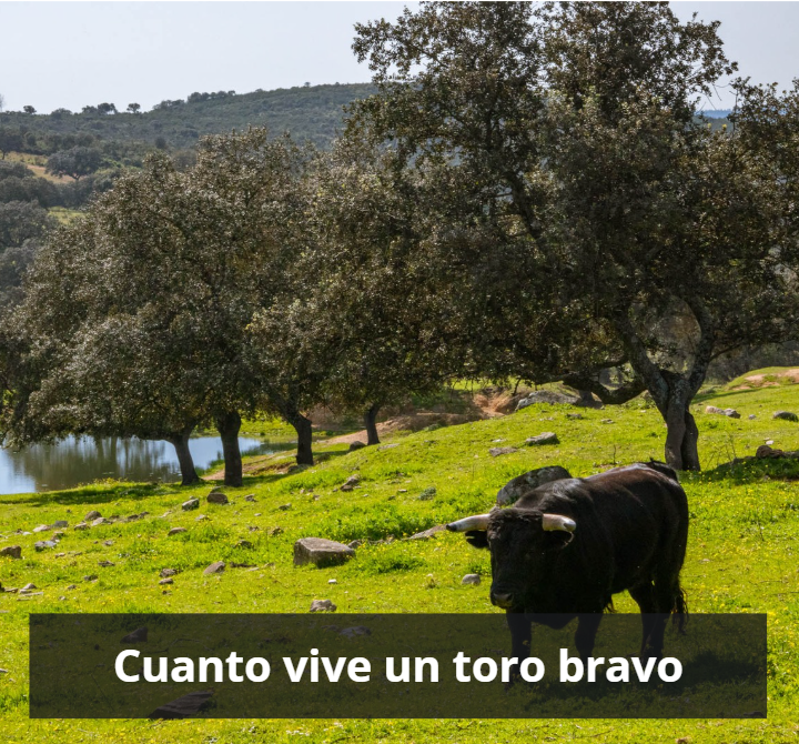 Cuanto vive un toro bravo